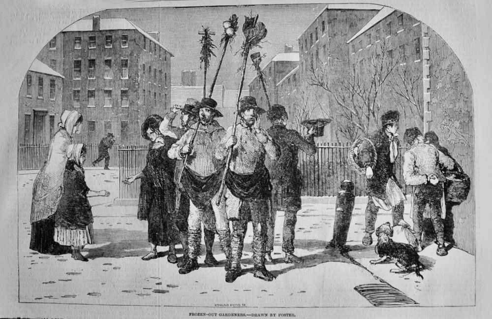 Frozen-Out Gardeners.- Drawn by Foster.  1850.
