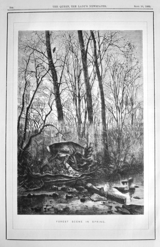 Forest Scene in Spring.  1882.