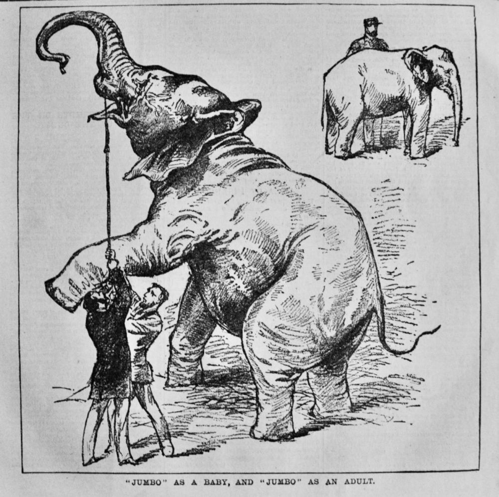"Jumbo" as a Baby, and "Jumbo" as an Adult.  1882.