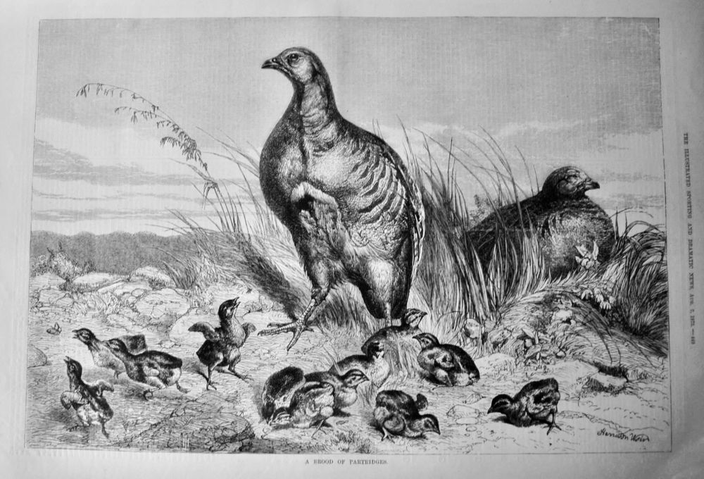 A Brood of Partridges.  1875.