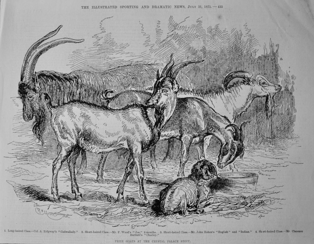 Prize Goats at the Crystal Palace Show.  1875.