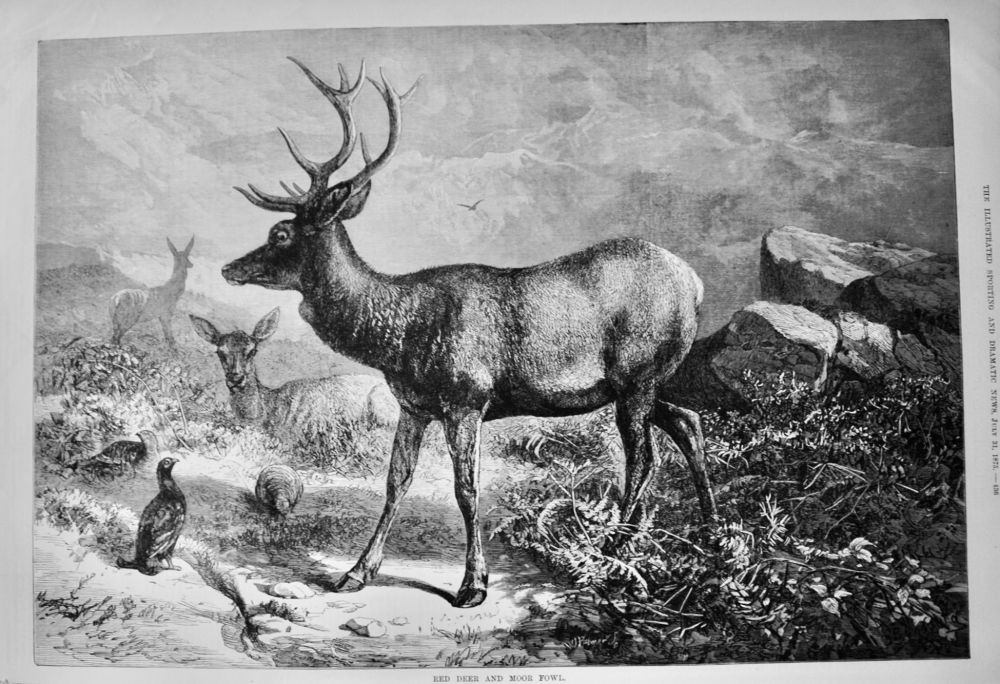 Red Deer and Moor Fowl.  1875.