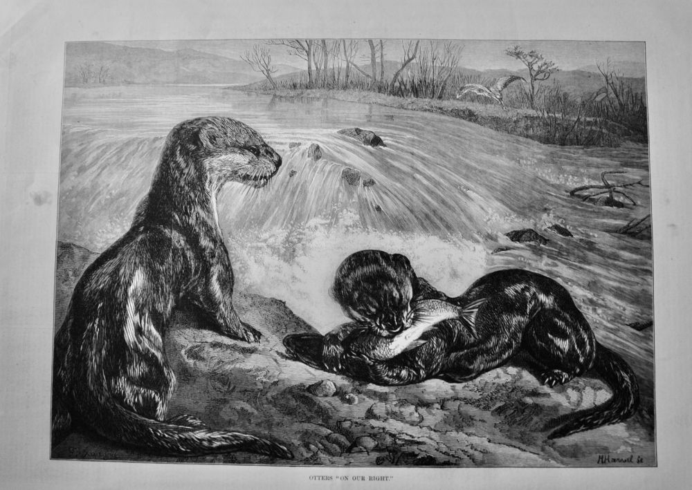 Otters "On The Right."  1875.