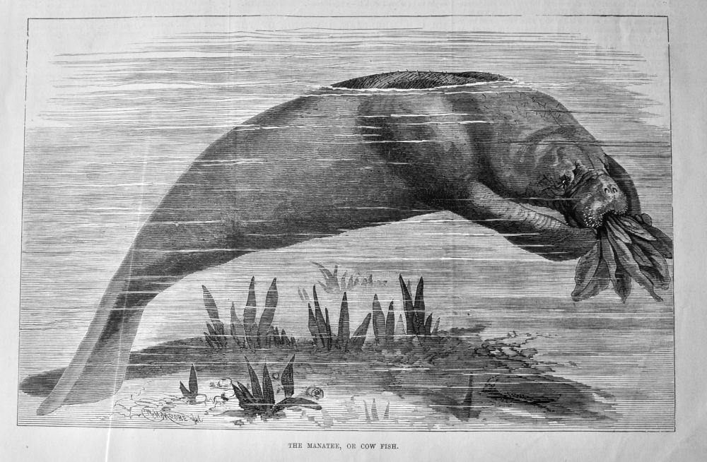 The Manatee. or Cow Fish.  1875.