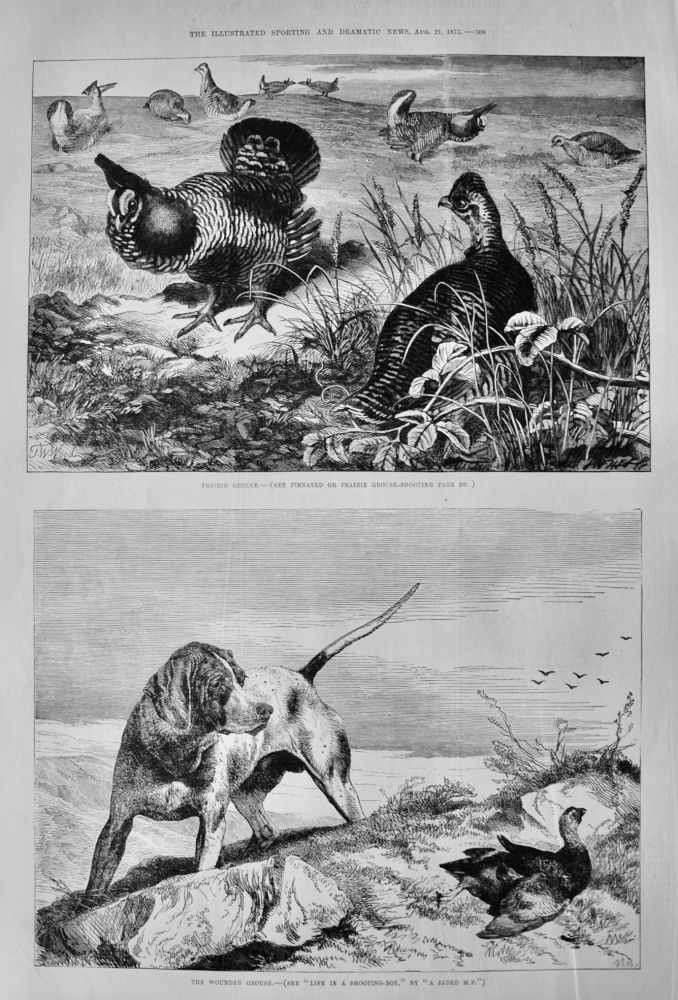 Prairie Grouse.  &  The Wounded Grouse.  1875.