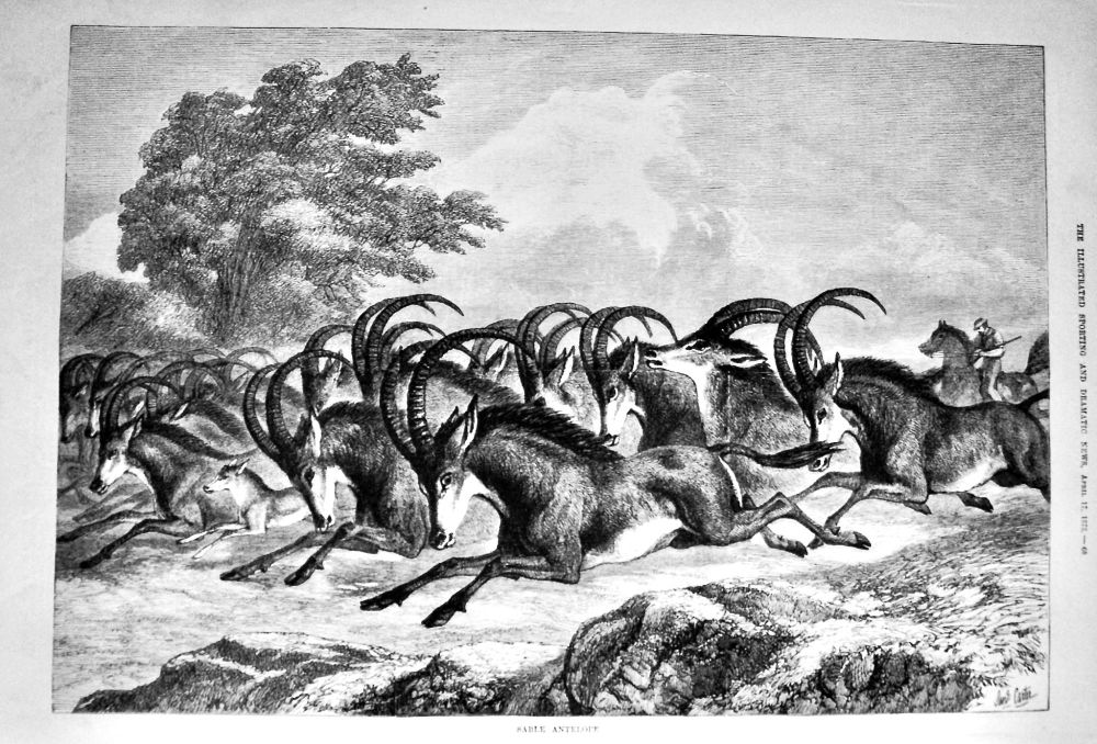 Sable Antelope.  1875.