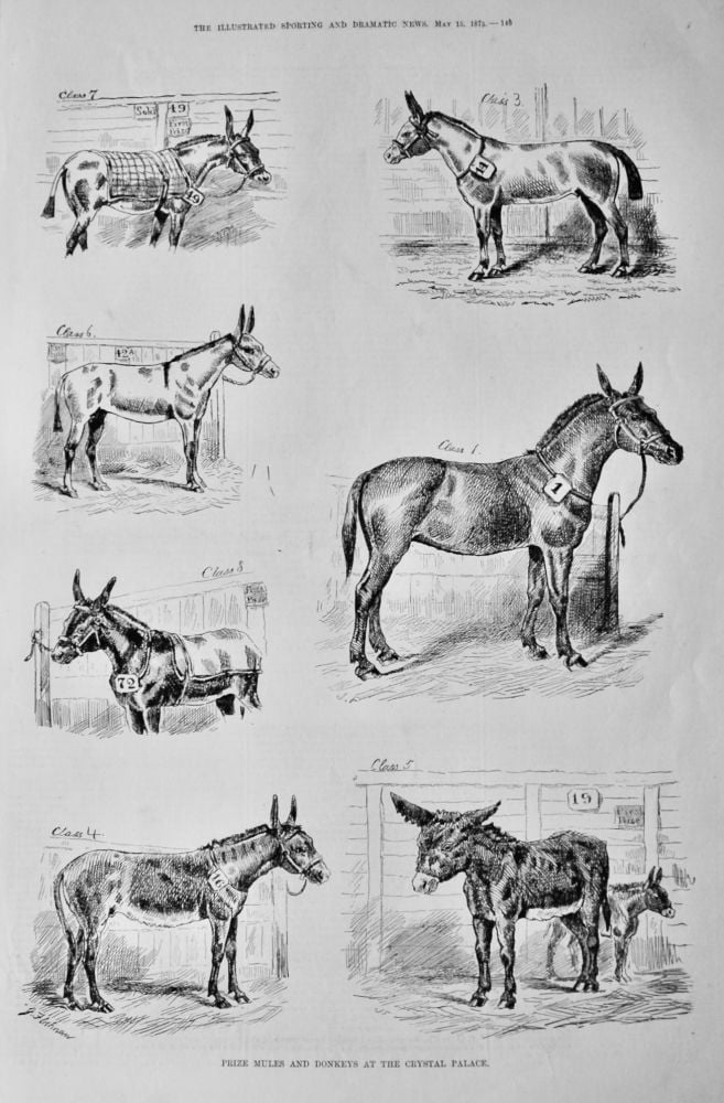 Prize Mules and Donkeys at the Crystal Palace.  1875.