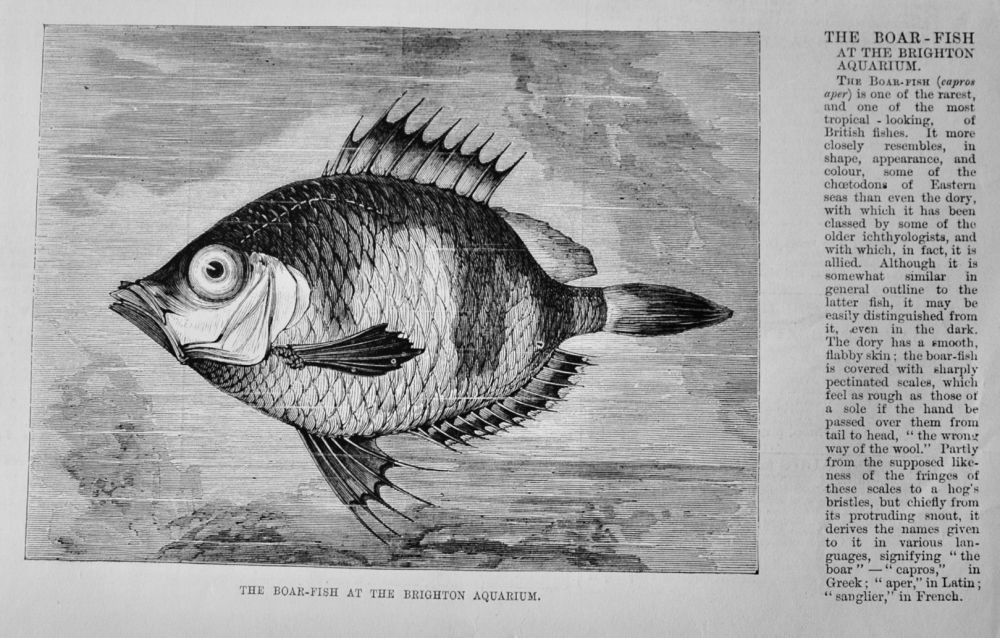 The Boar-Fish at the Brighton Aquarium.  1875.