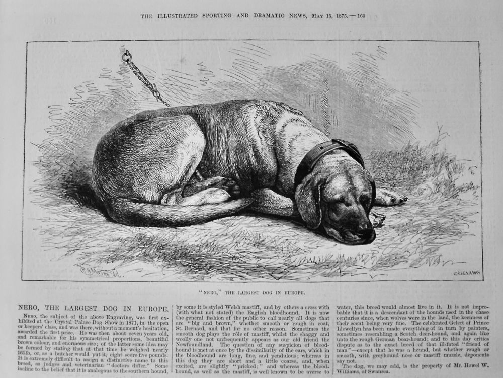 Nero, the Largest Dog in Europe.  1875.