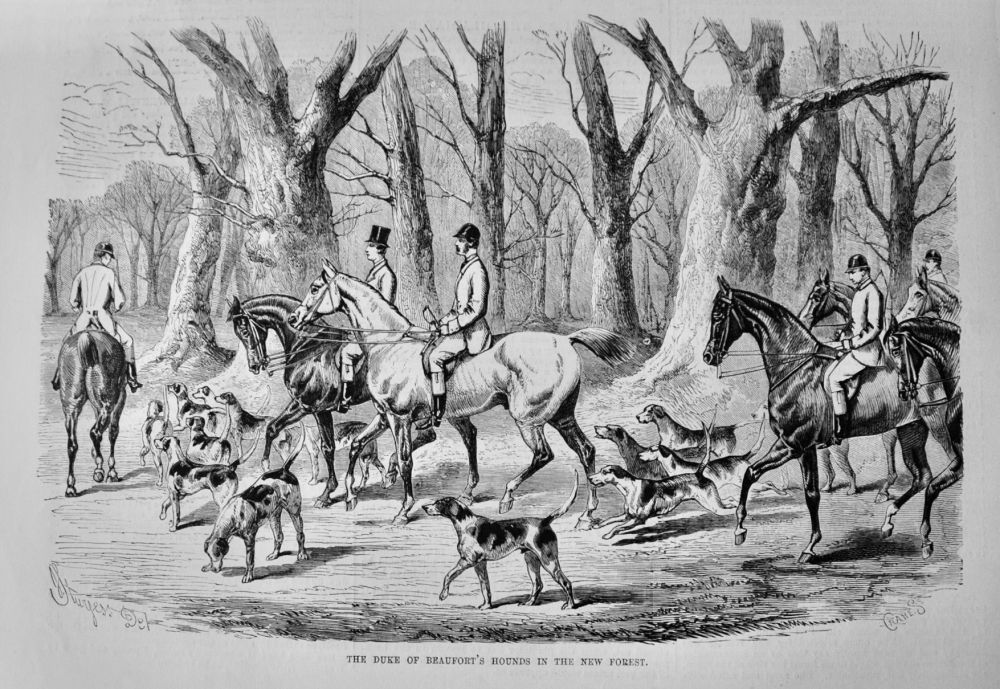 The Duke of Beaufort's Hounds in the New Forest.  1875.