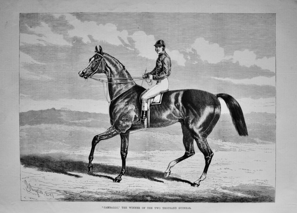 "Cambello," the Winner of the Two Thousand Guineas.  1875.