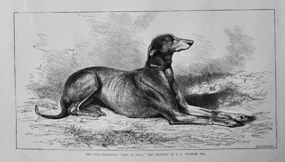 The Stud Greyhound "Girl in Blue," the Property of F. G Wadham, Esq.  1875.