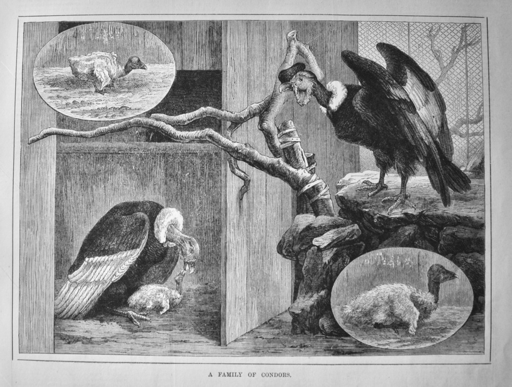 A Family of Condors.  1881.