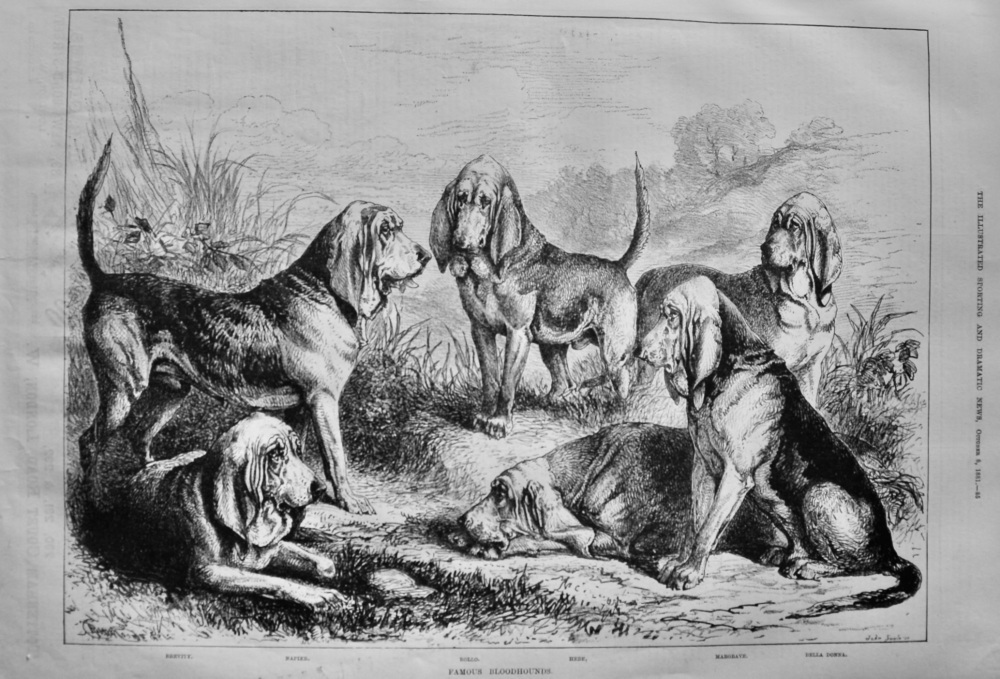 Famous Bloodhounds.  1881.