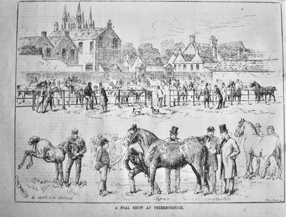 A Foal Show at Peterborough.  1881.