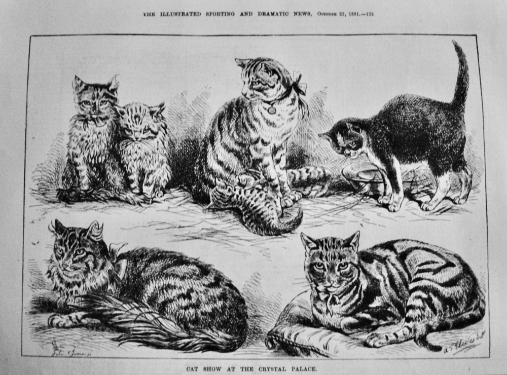 Cat Show at the Crystal Palace.  1881.
