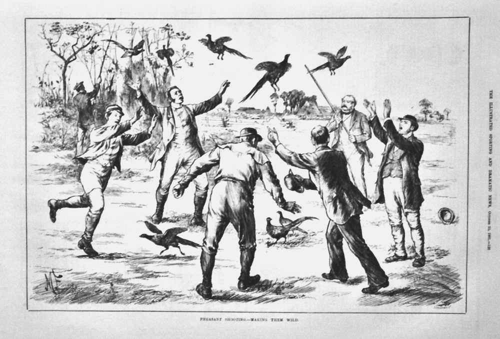 Pheasant Shooting.- Making them Wild.  1881.