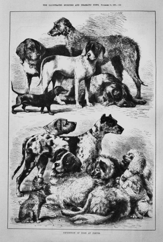 Exhibition of Dogs at Clever.  1881.
