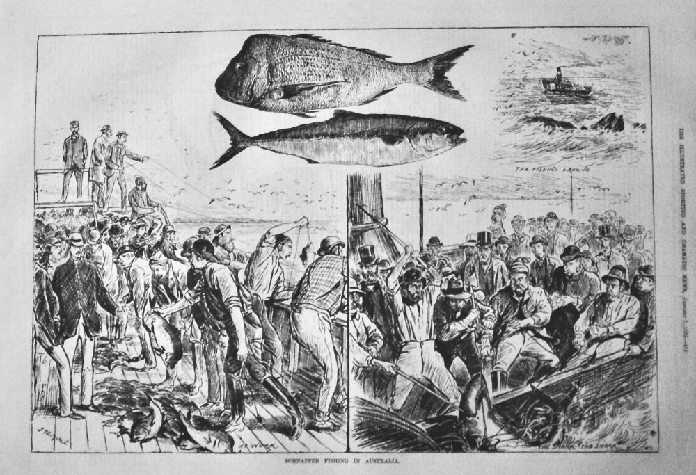 Schnapper Fishing in Australia.  1882.