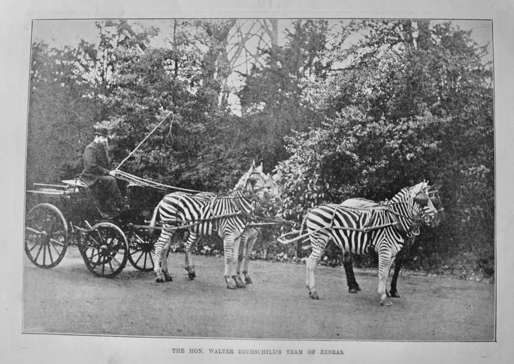 The Hon. Walter Rothschild's Team of Zebras.  1895.