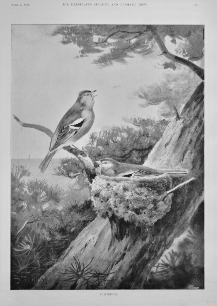 Chaffinches.  1898.