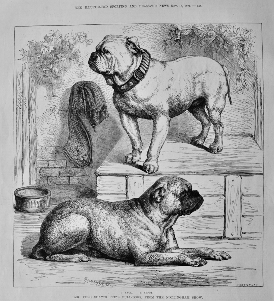 Mr. Vero Shaw's Prize Bull-Dogs, from the Nottingham Show.  1875.