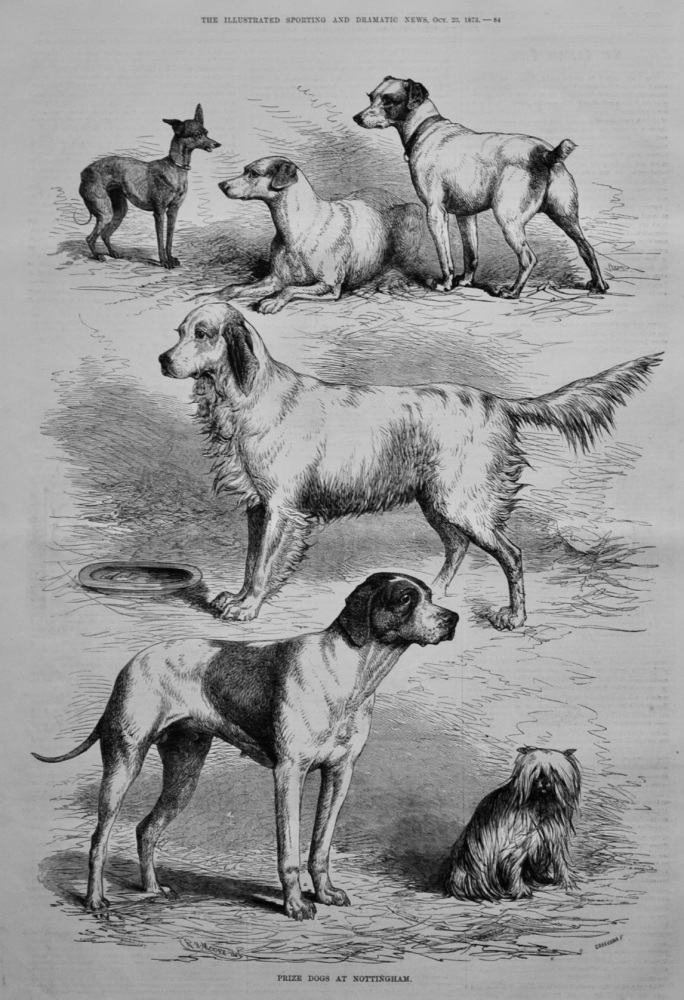 Prize Dogs at Nottingham.  1875.