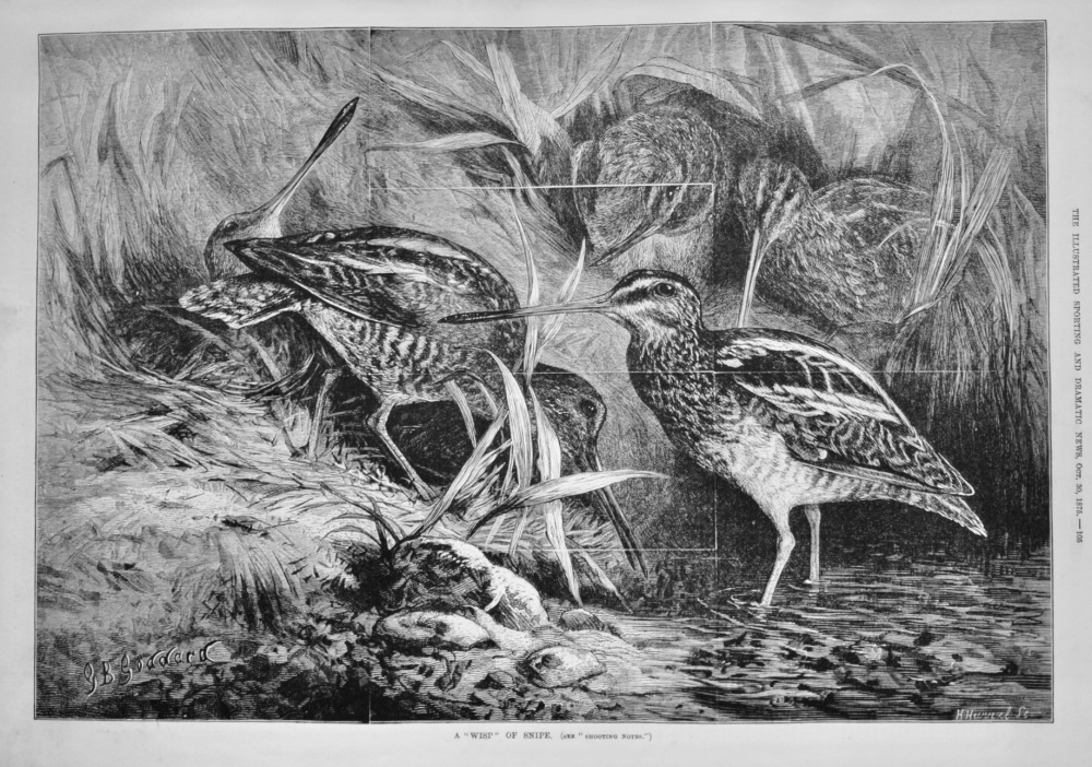 A "Whisp" of Snipe.  1875.