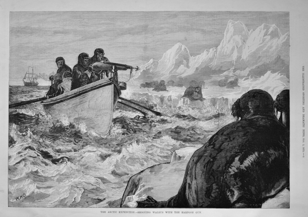 The Arctic Expedition.- Shooting Walrus with the Harpoon Gun.  1875.