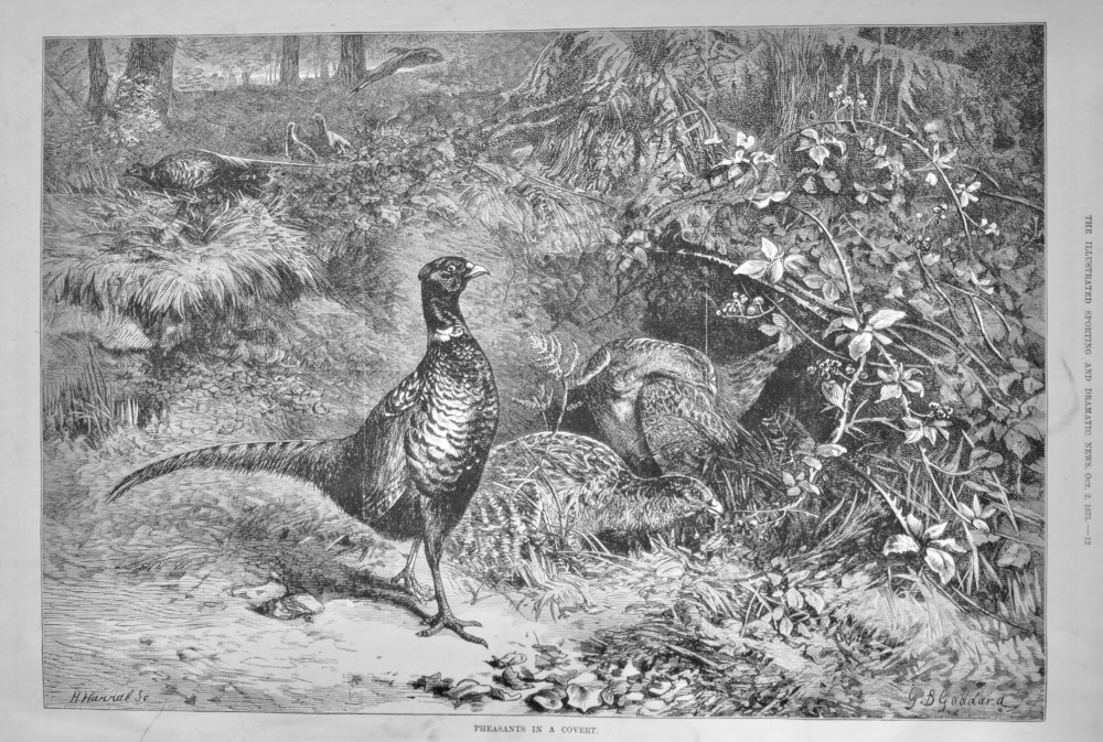 Pheasants in a Covert.  1875.