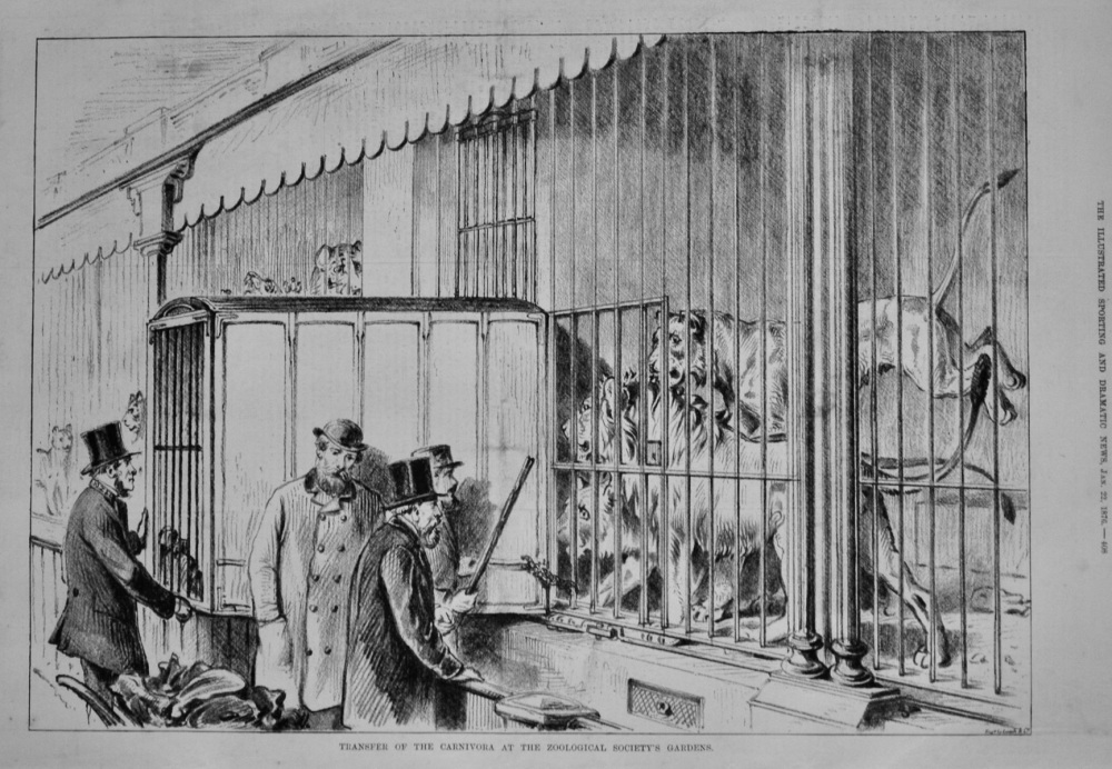 Transfer of the Carnivora at the Zoological Society's Gardens.  1876.