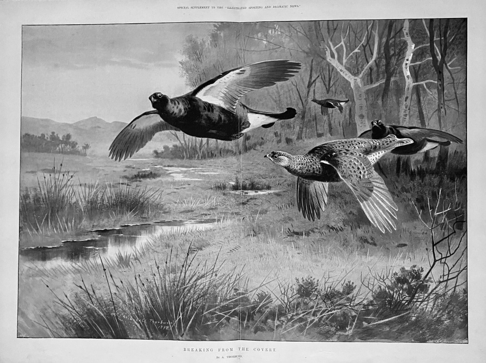 Breaking from the Covert.  (Archibald Thorburn)  1898.