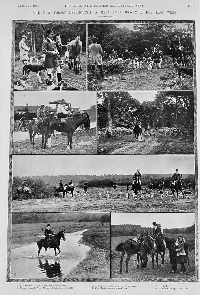 The New Forest Deerhounds.- A Meet at Markway Bridge Last Week.  1907.