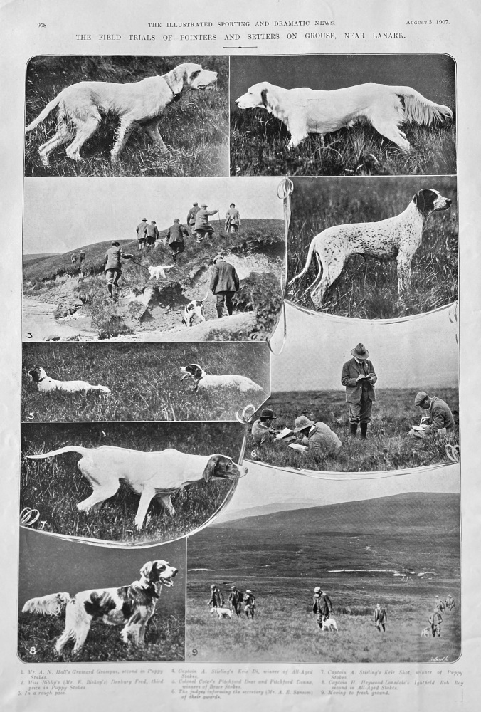 The Field Trials.  Pointers and Setters on Grouse near Lanark. 190 8.
