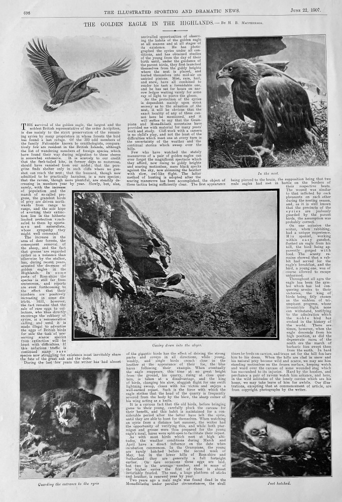 The Golden Eagle in the Highlands. 1907.