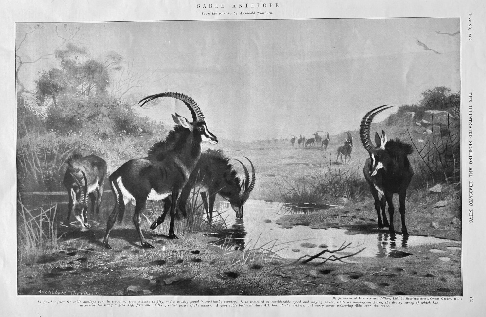 Sable Antelope.  1907.
