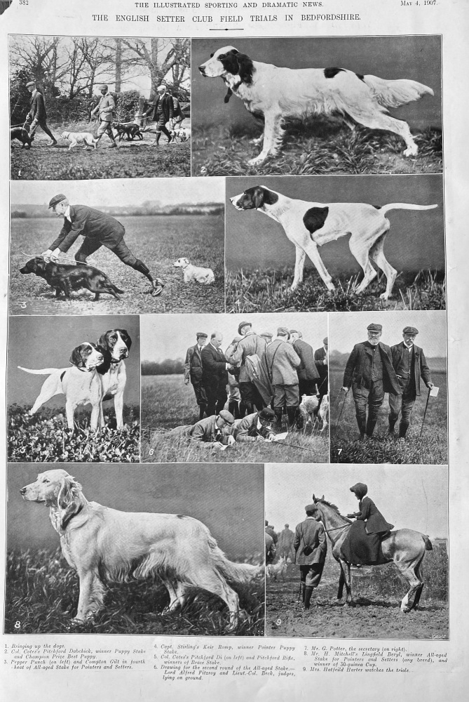 The English Setter Club Field Trials in Bedfordshire.  1907.