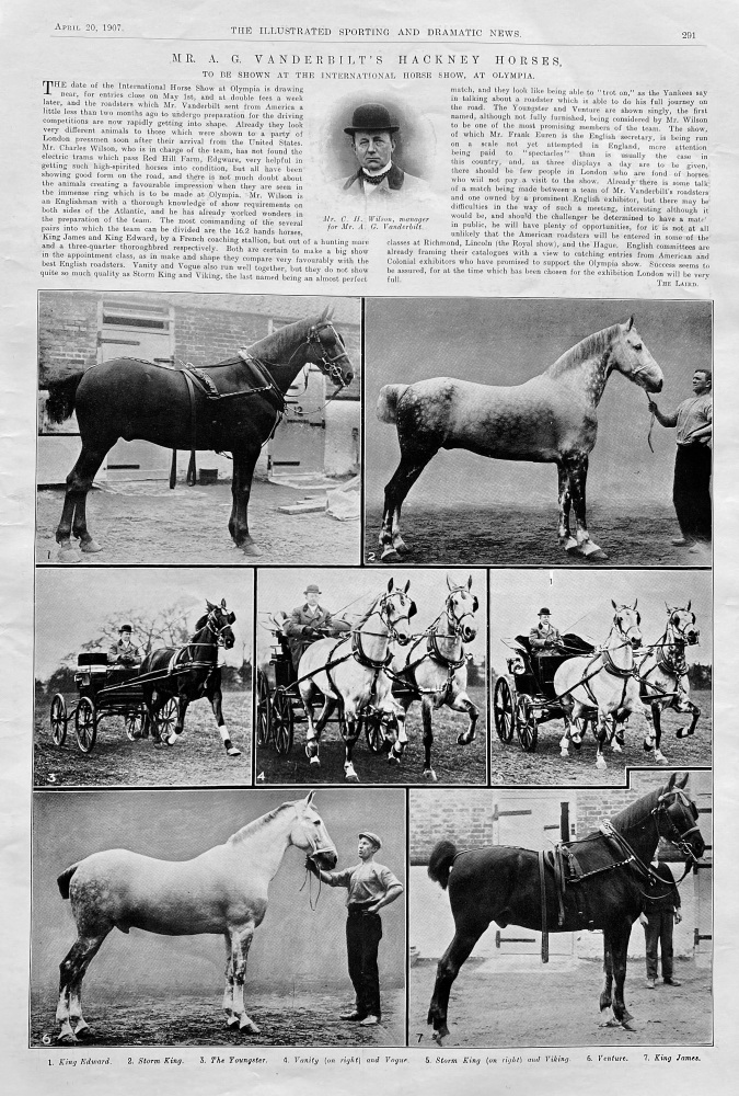 Mr. A. G. Vanderbilt's  Hackney Horses.   (To be shown at the international horse Show, at Olympia.) 1907.