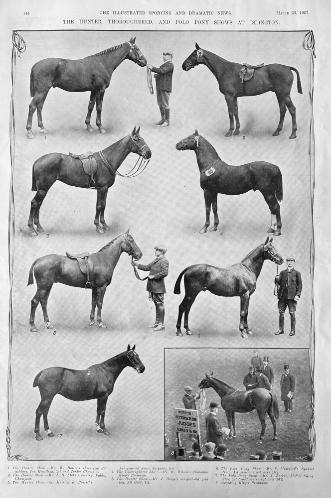 The Hunter, Thoroughbred, and Polo Pony Shows at Islington.  1907.