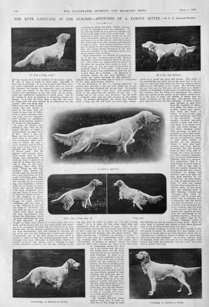 The Mute Language of the Gun-Dog.- Attitudes of a Famous Setter.  (By G. T. Teasdale Buckell.)  1907.