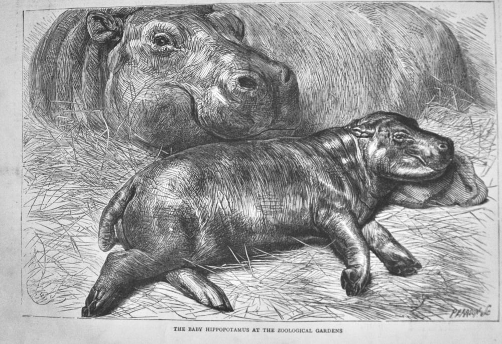 The Baby Hippopotamus at the Zoological Gardens.  1871