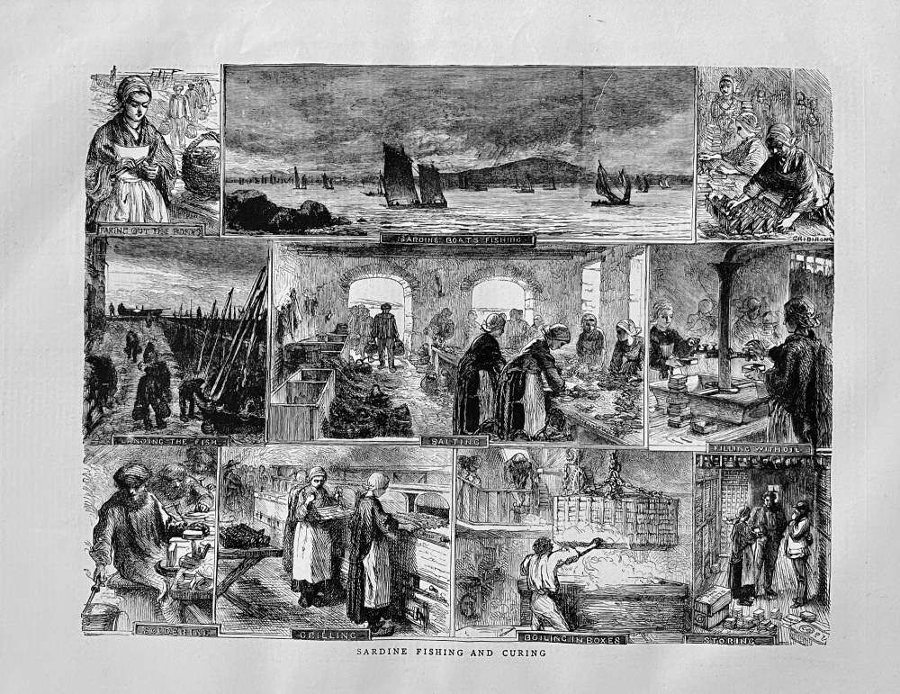 Sardine Fishing and Curing.  1871.