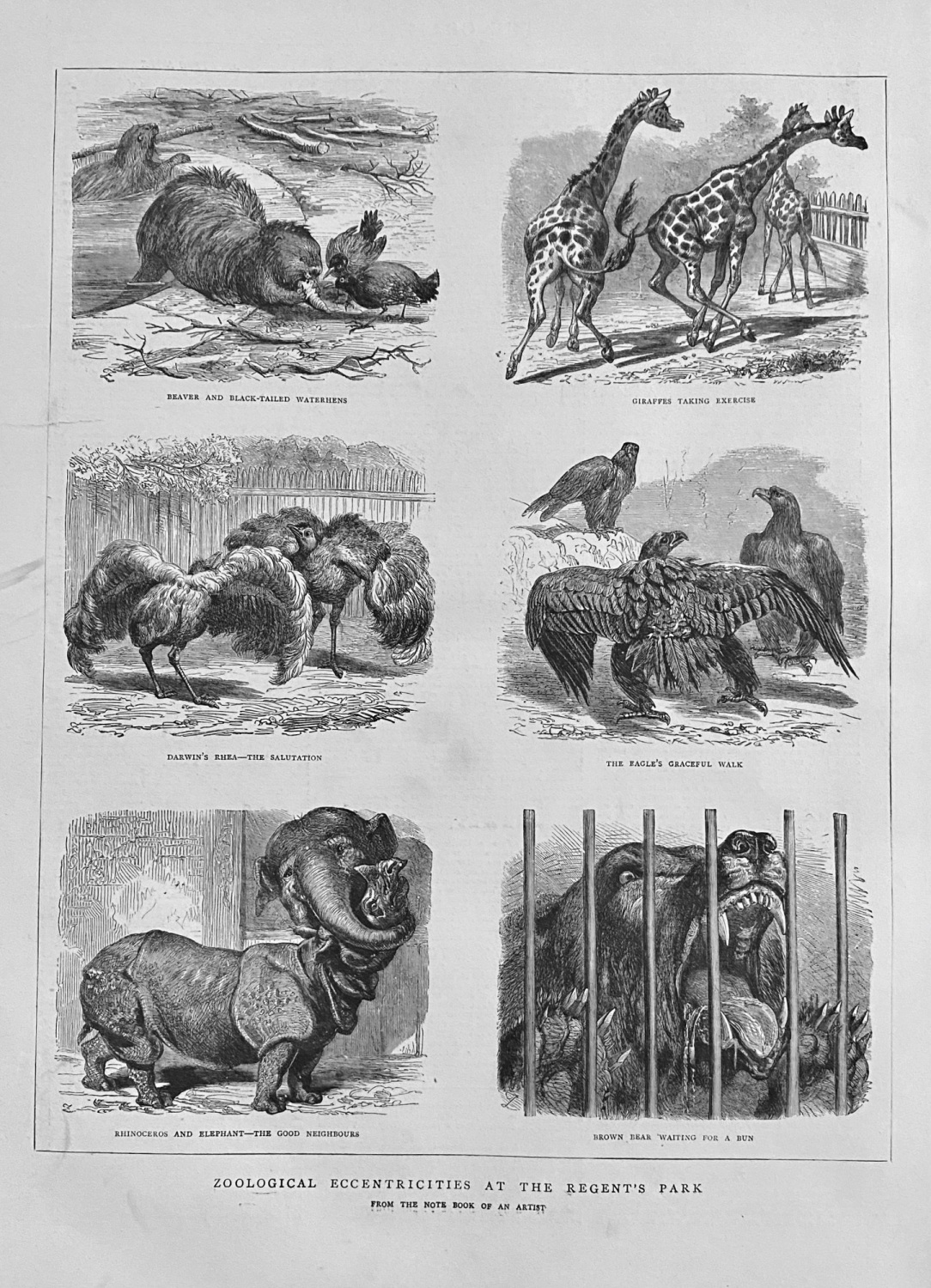 Zoological Eccentricities at the Regent's Park.  1871.
