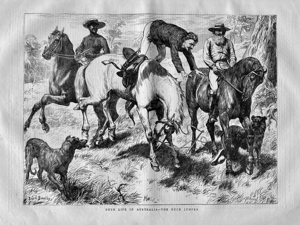 Bush Life in Australia - The Buck Jumper.   1871.