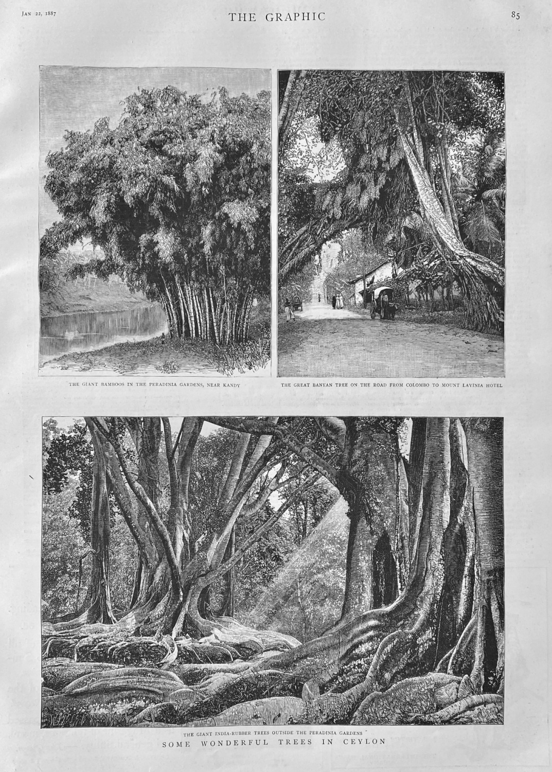 Some Wonderful Trees in Ceylon.  1887.