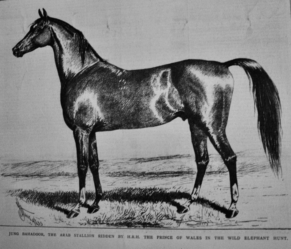 Jung Bahadoor, the Arab Stallion  Ridden by H.R.H. The Prince of Wales  in 