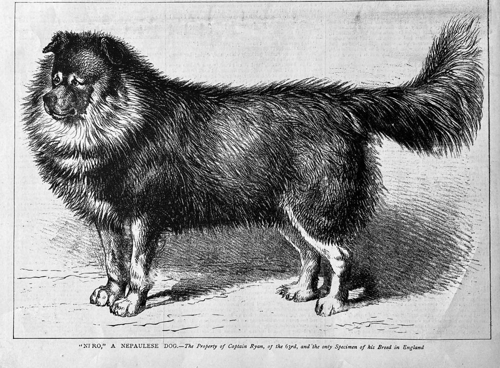 "Niro,"  A Nepalese Dog.  1879