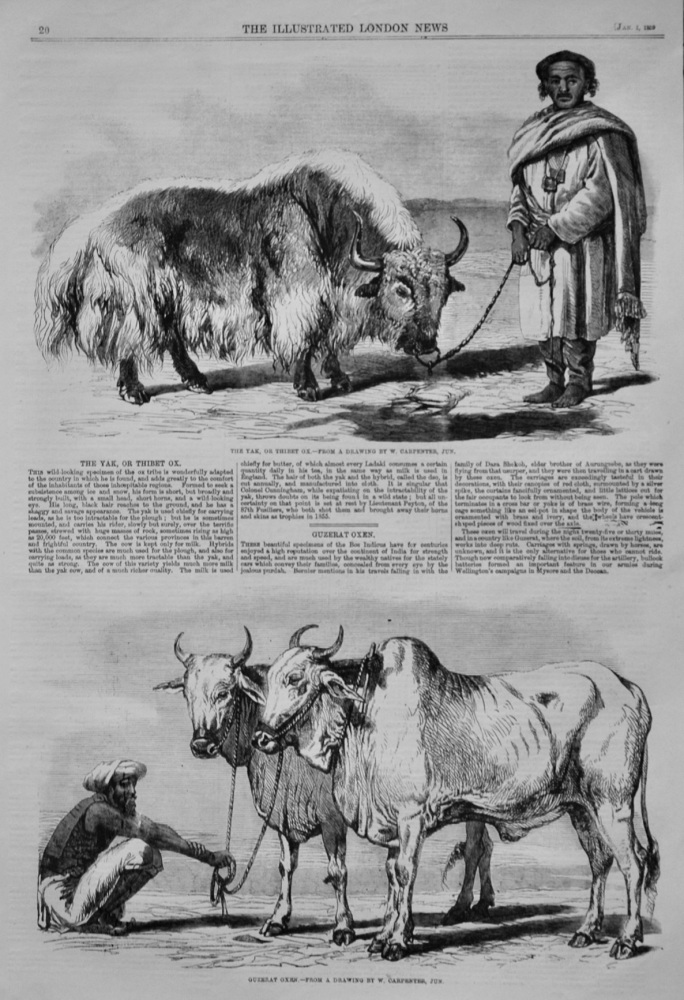 The Yak, or Thibet Oxen,  &  Guzerat Oxen.  1859.