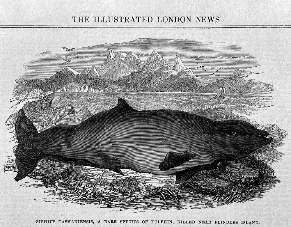 Ziphius Tasmaniensis,  a Rare Species of Dolphin, Killed near Flinders Island.  1867.