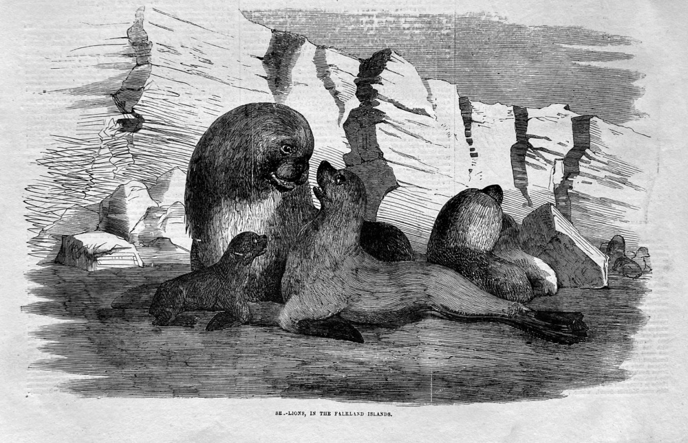Sea- Lions, in the Falkland Islands.  1856.